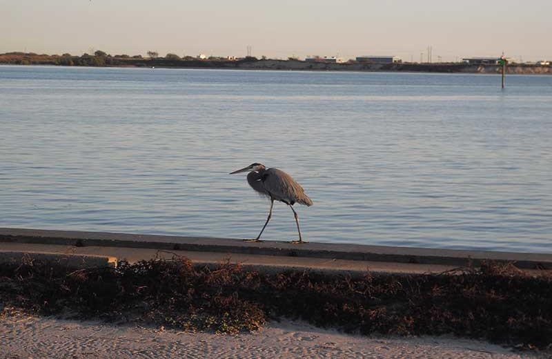 Beach bird at The Dunes Condominiums.