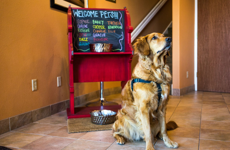 Pets welcome at Hallmark Resort & Spa Cannon Beach.