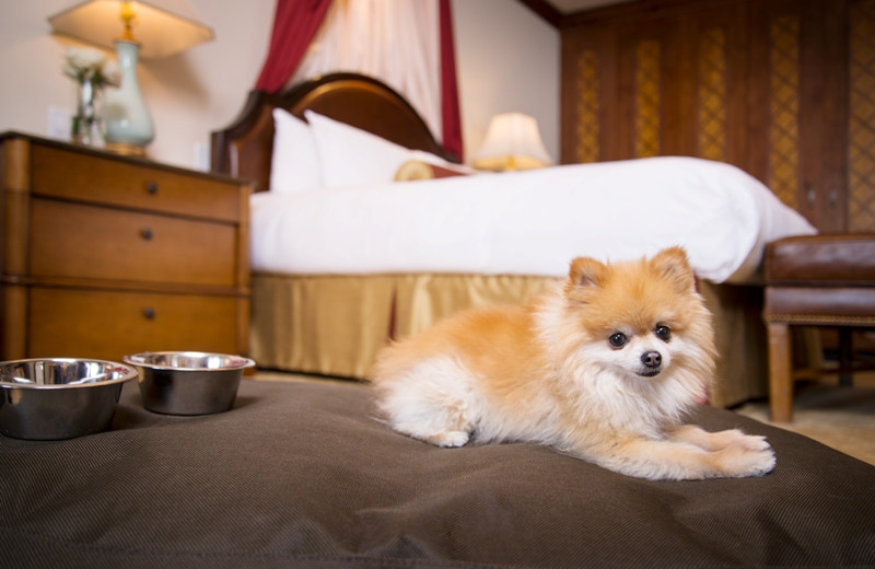 Pets welcome at Arrabelle at Vail Square.