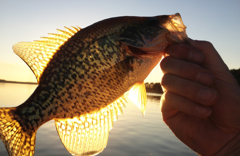 Fishing at Auger's Pine View Resort.