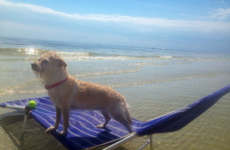 Pet friendly accommodations at Island Vacations Of Sanibel.