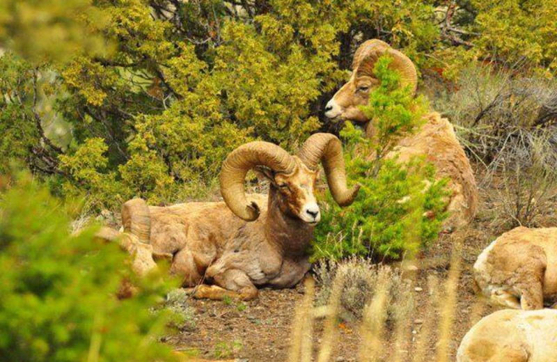 Sheep near 7 Point Ranch.