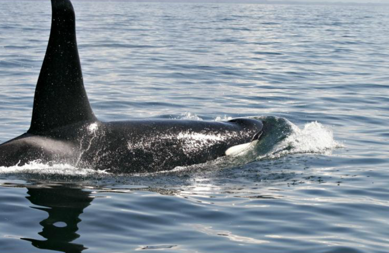 Whale watching at Shearwater Resort & Marina.