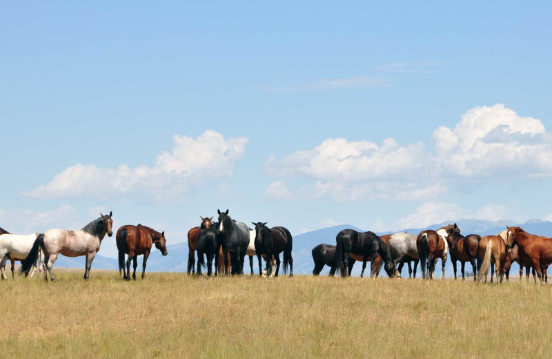 Horses at Hardscabble Ranch.