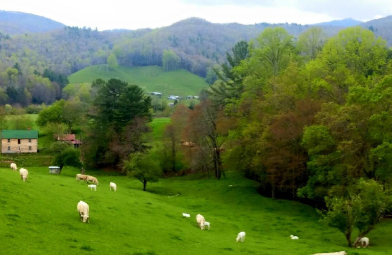 Sheep on hill at Pinnacle Inn Resort.