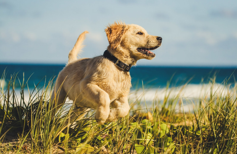 Pets welcome at Harbor Hotel Provincetown.