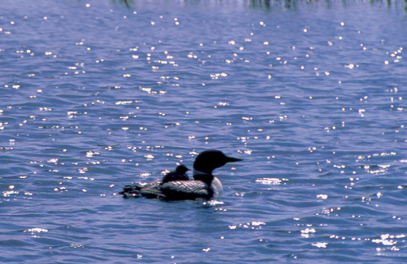 Wild life at Samara Point Resort.