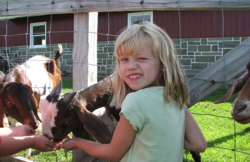 Petting Zoo at Sunny Hill Resort & Golf Course.