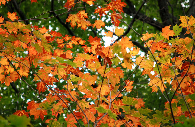 Fall leaves at Tri Lake Timbers Resort.