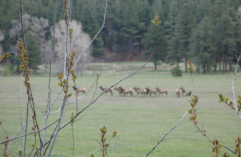 Elk heard at Pine River Lodge.