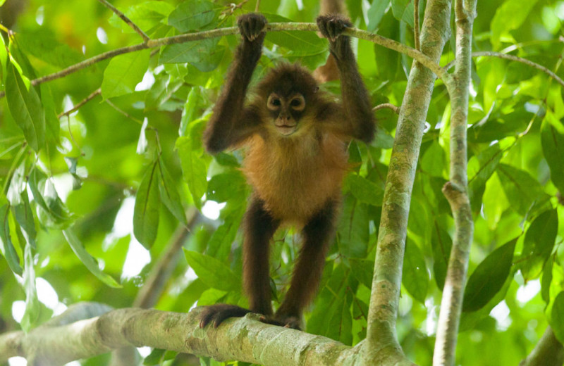 Monkey at El Castillo Boutique Luxury Hotel.