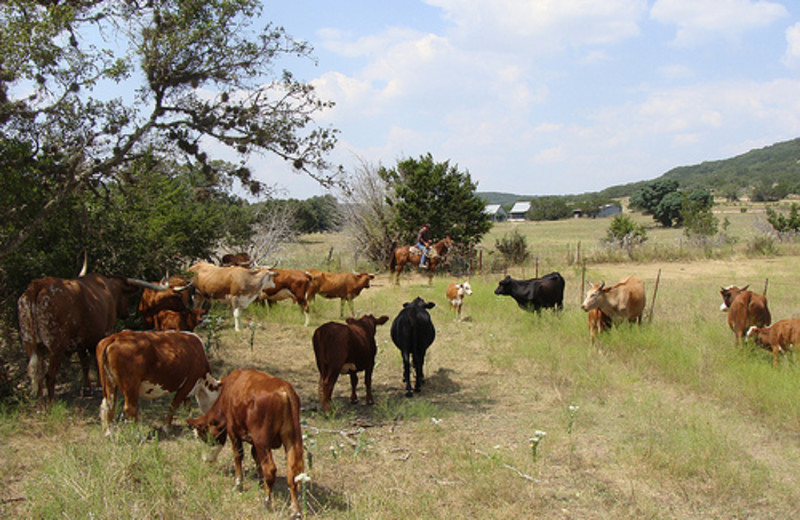 Pasture at Rancho Cortez.