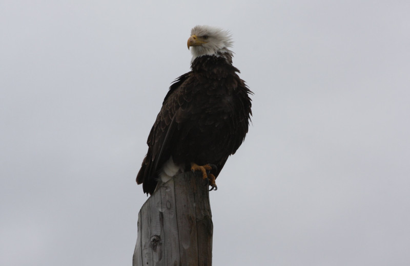 Eagle at Sleepy Bear Cabins.