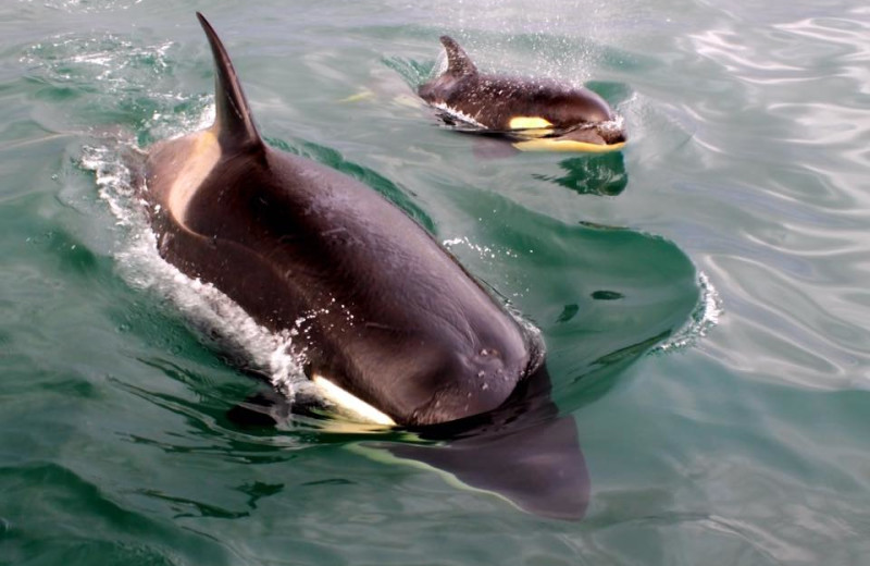 Killer whales at Deep Creek Fishing Club.