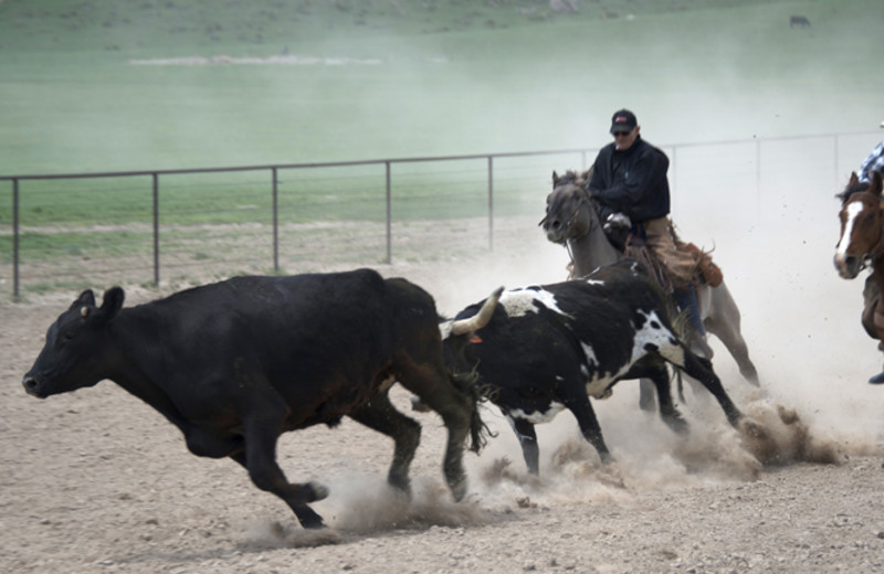 Rounding up cattle at Colorado Cattle Company Ranch.