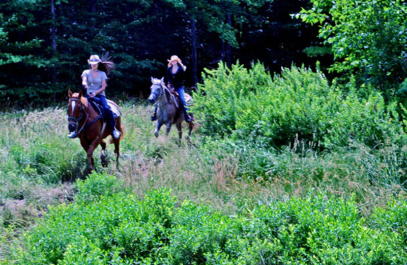 Horseback riding near Timberline Mountain-Access Properties.