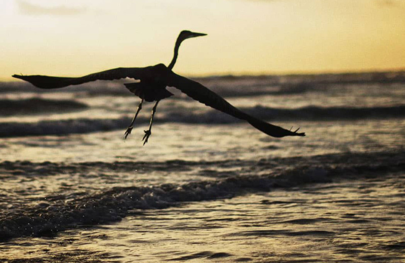 Bird at Seabreeze I.