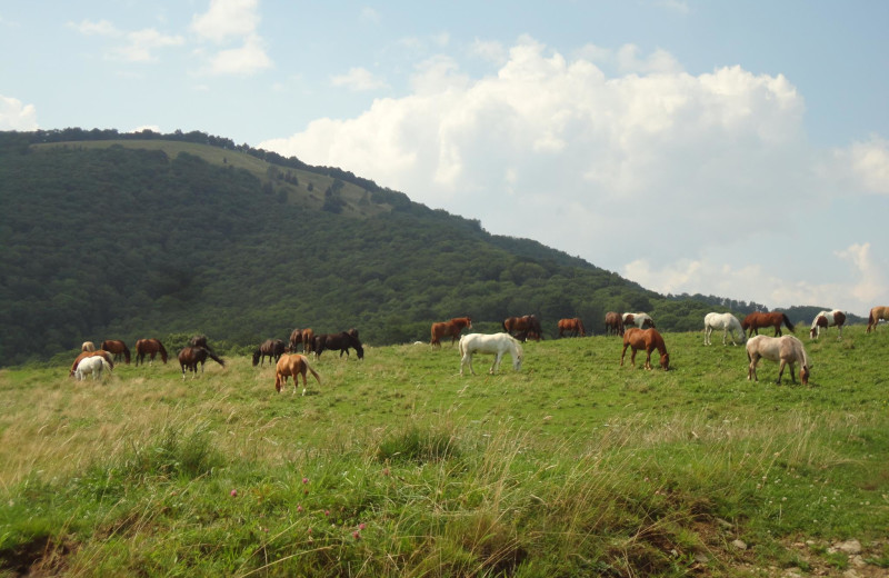 Horses at Cataloochee Ranch.