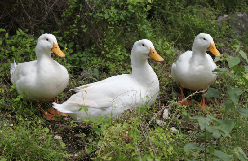 Geese at Flying L Hill Country Resort & Conference Center.