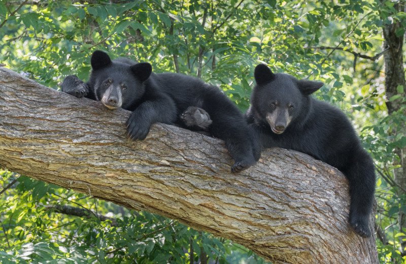 Vince Shute Bear Sanctuary near Birch Grove Resort.