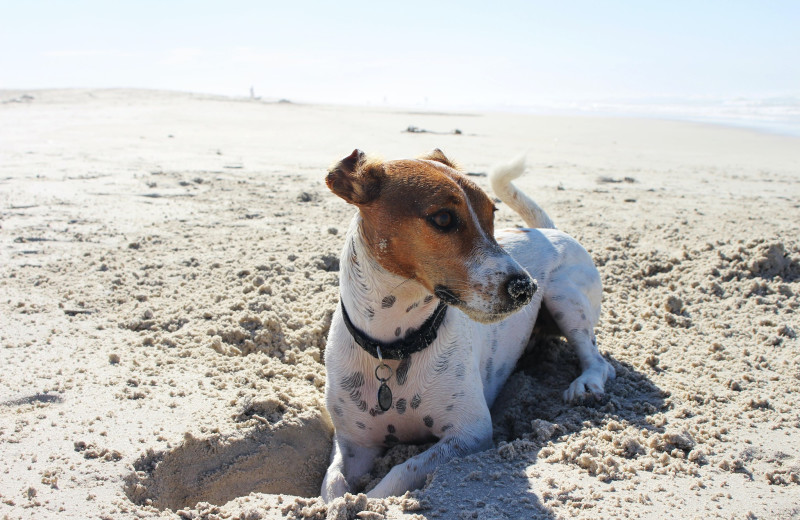 Pets welcome at Clarion Resort Fontainebleau Hotel.