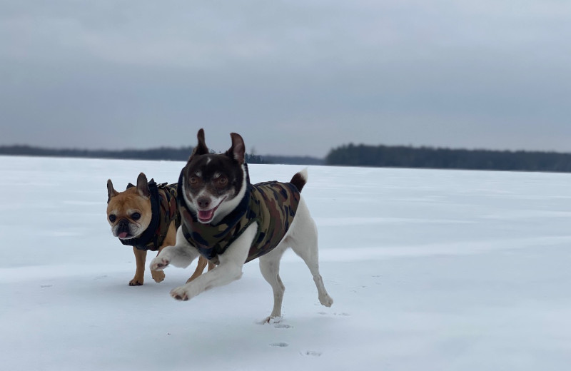 Pets welcome at Lakewoods Resort.