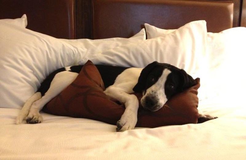 Bring your best friend to The Sebastian Vail.