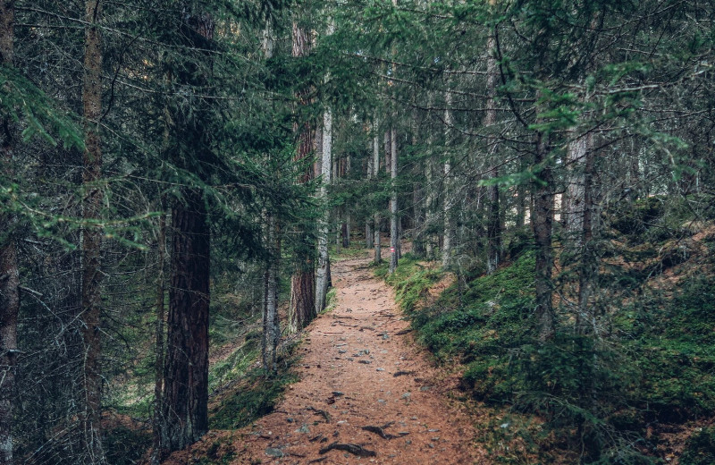 Forest at Sand Lake Resort.