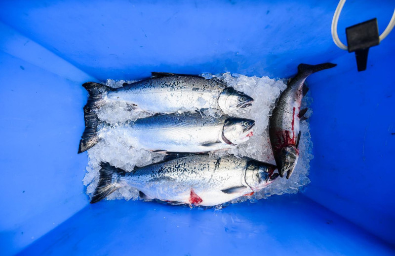 Fishing at Elfin Cove Resort.