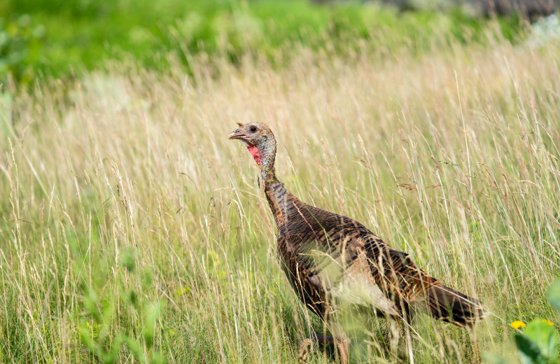 Turkey at Taboo Muskoka.