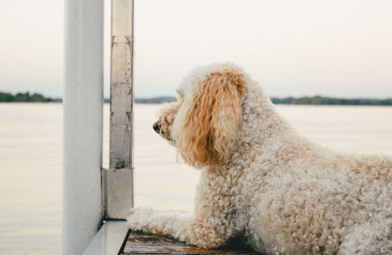 Resort dog at Jacob's Cove.