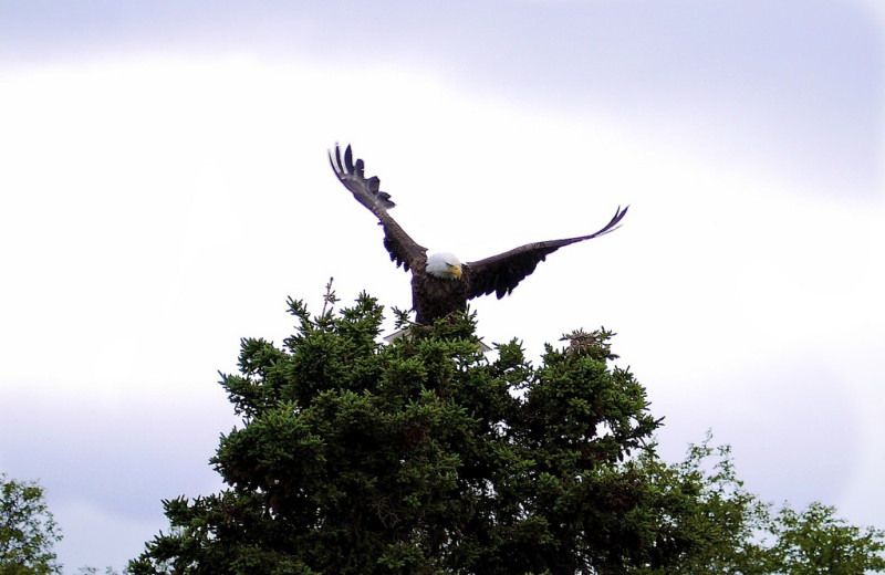 Eagle at Alaska Rainbow Lodge.