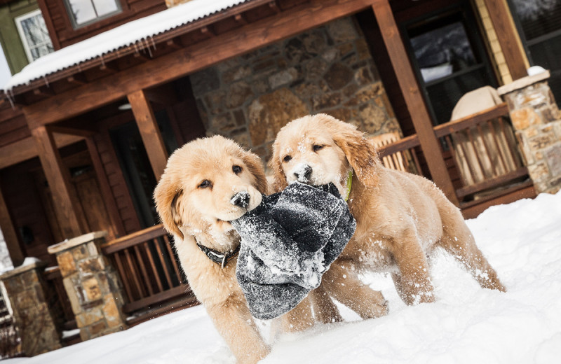 Pets welcome at The Porches of Steamboat.