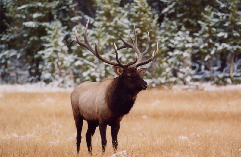 Elk at Wild Skies Cabin Rentals.