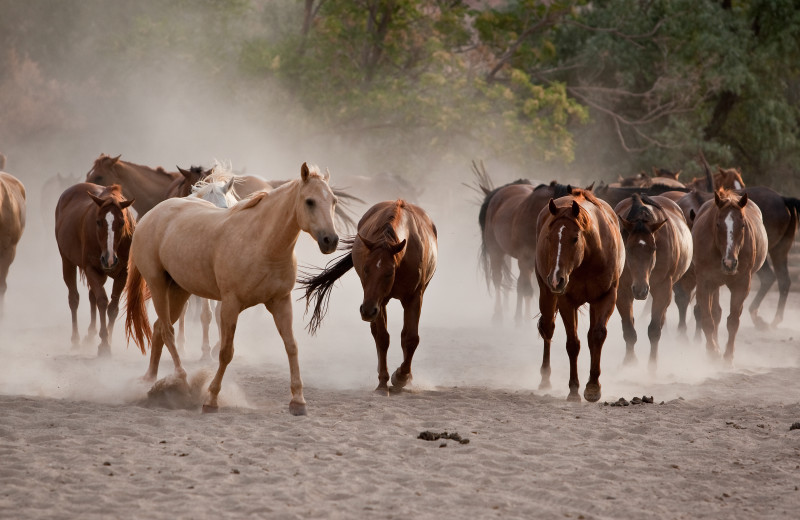 Horses at Red Cliffs Lodge.