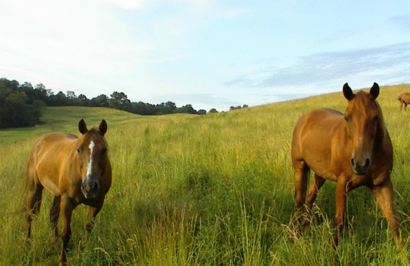 Horses at Guggisberg Swiss Inn/Amish Country Riding Stables.