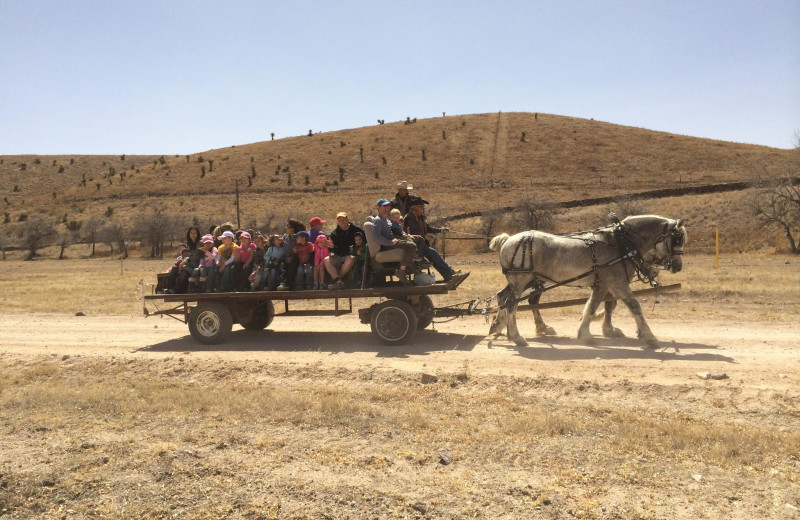 Horse wagon rides at Cibolo Creek Ranch.