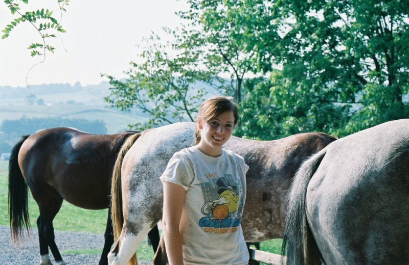 Horses at Guggisberg Swiss Inn/Amish Country Riding Stables.