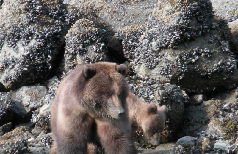Grizzly bear at Elfin Cove Resort.