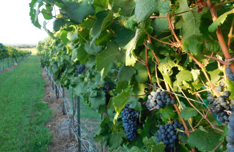 Vineyard near Burnet County Tourism.