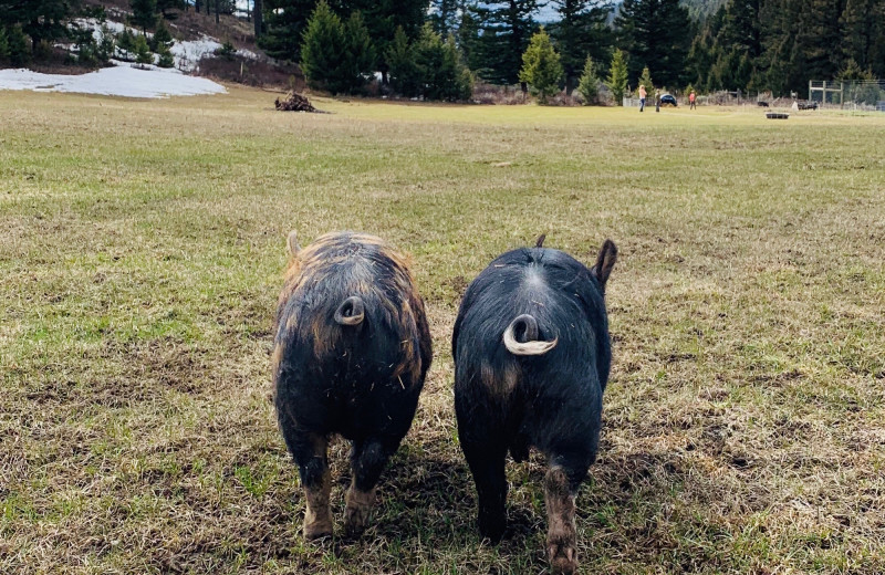 Pigs at Hardscrabble Ranch.