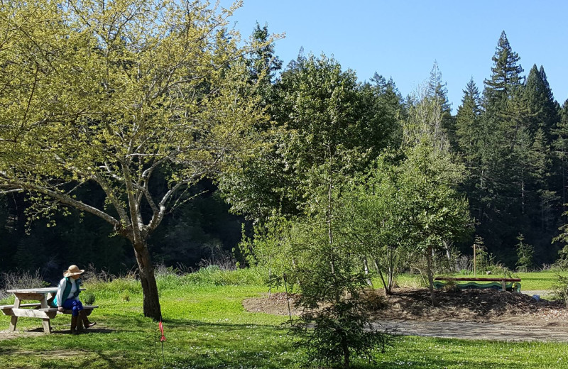 Grounds at Giant Redwoods RV Park & Camp.