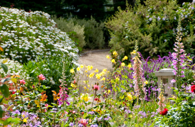 Garden at Carmel River Inn.