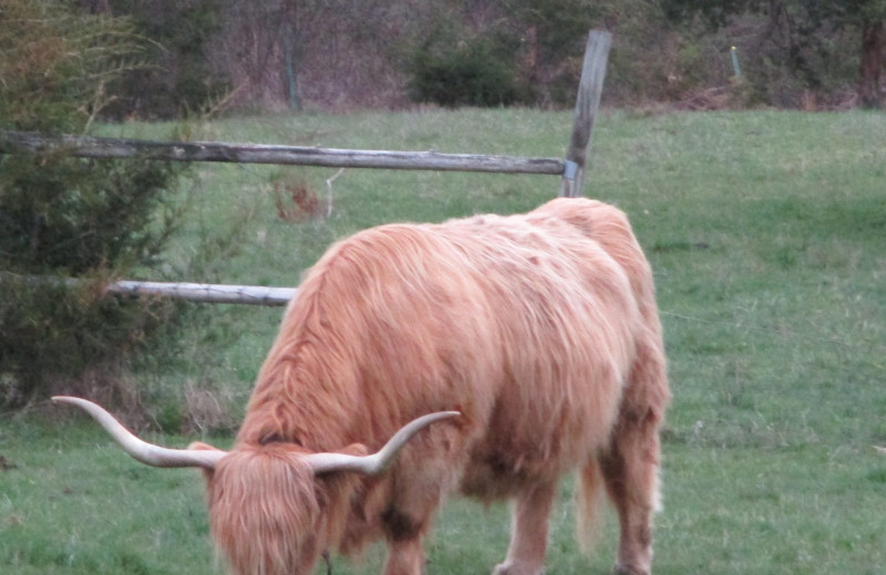 Cattle at Brookfield Farm.