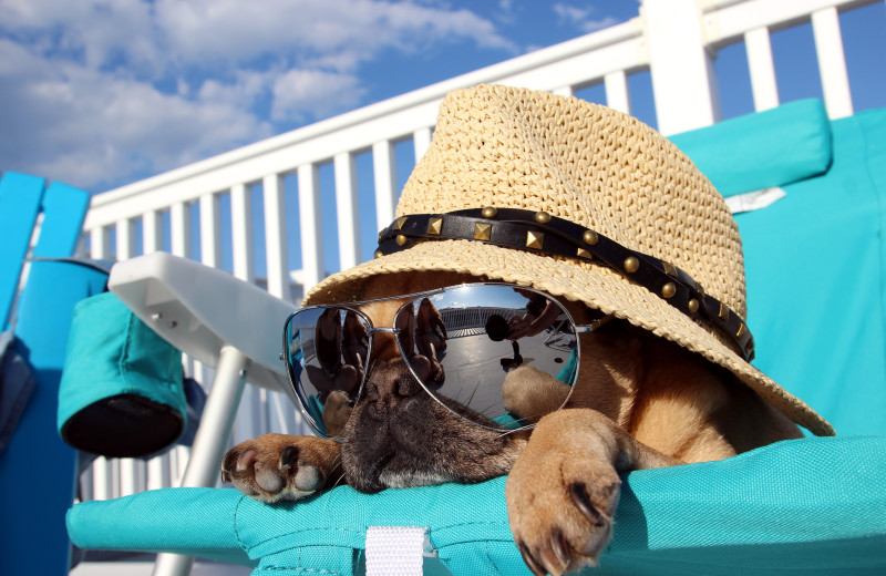 Pets welcome at Gary Greene Vacation Rentals.