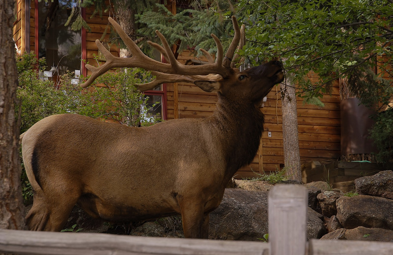 Elk at Streamside on Fall River.