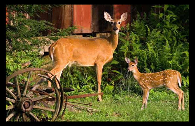 Deer at Hummingbird Hill Cabin Rentals.