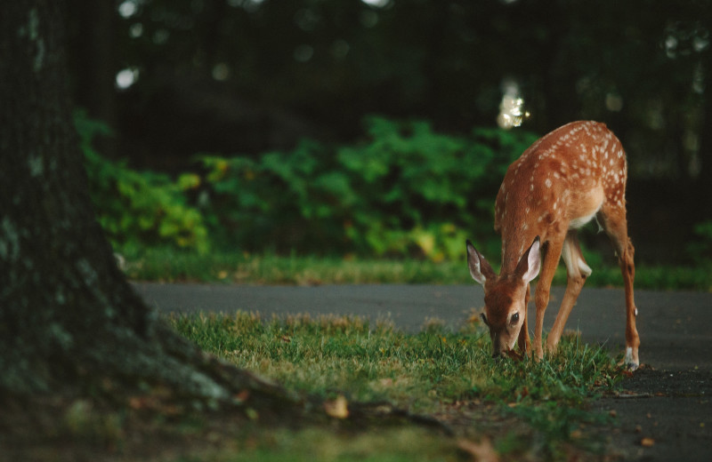 Deer at Wilderness Resort Villas.