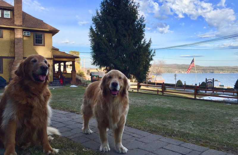 Pets welcome at Trout House Village Resort.