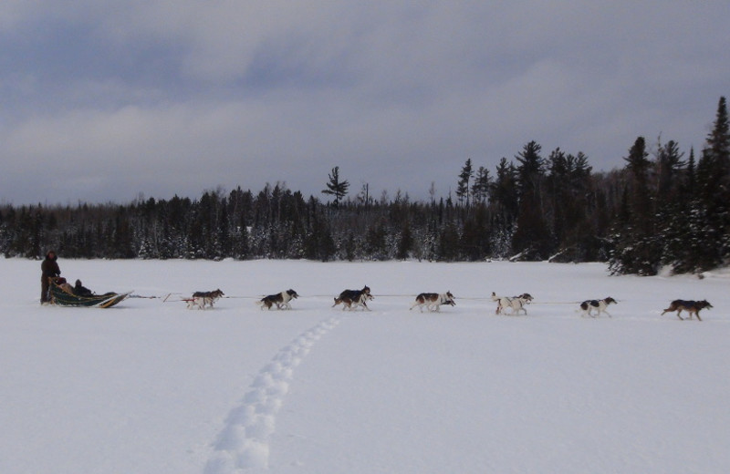 Dog sledding at Loon Lake Lodge.